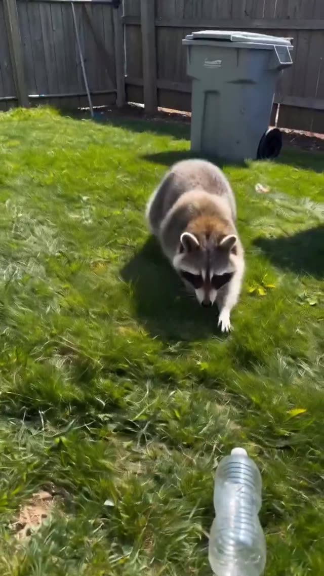 Raccoon Recycling in Backyard