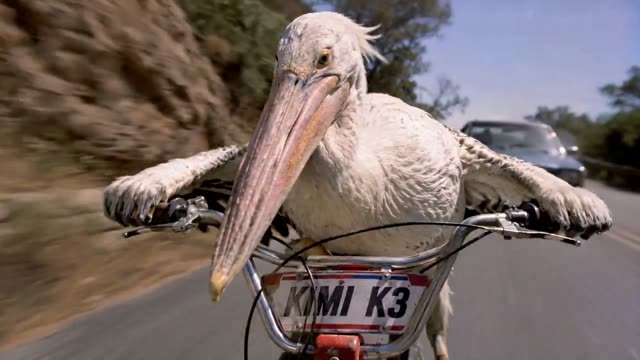 Pelican on Bike Escapes Exploding Car
