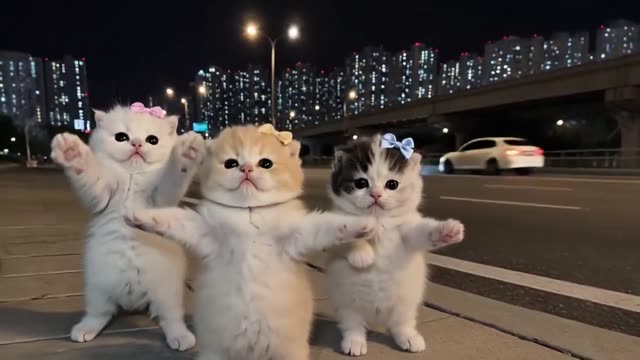 Kittens Dancing on a Nighttime Sidewalk