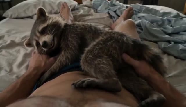 Hyperrealistic Raccoon Resting on Human Chest