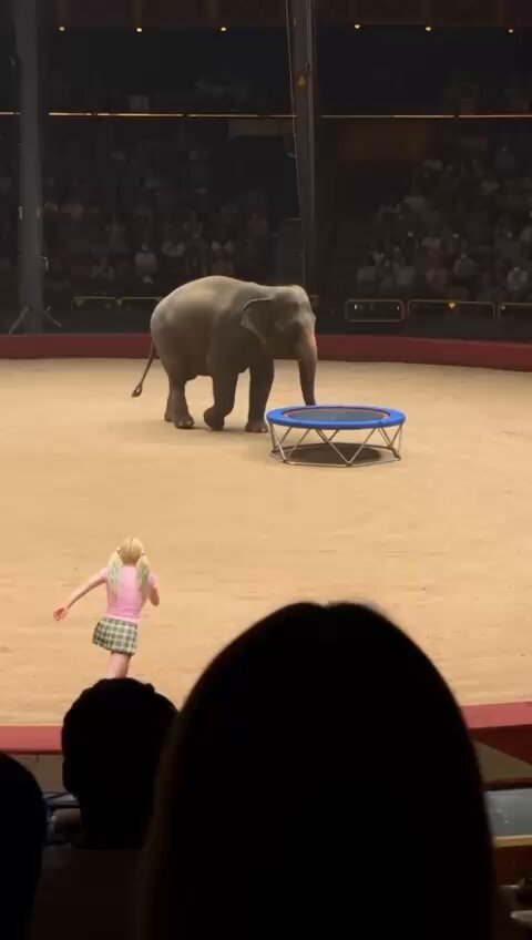 Audience recording of a live circus performance