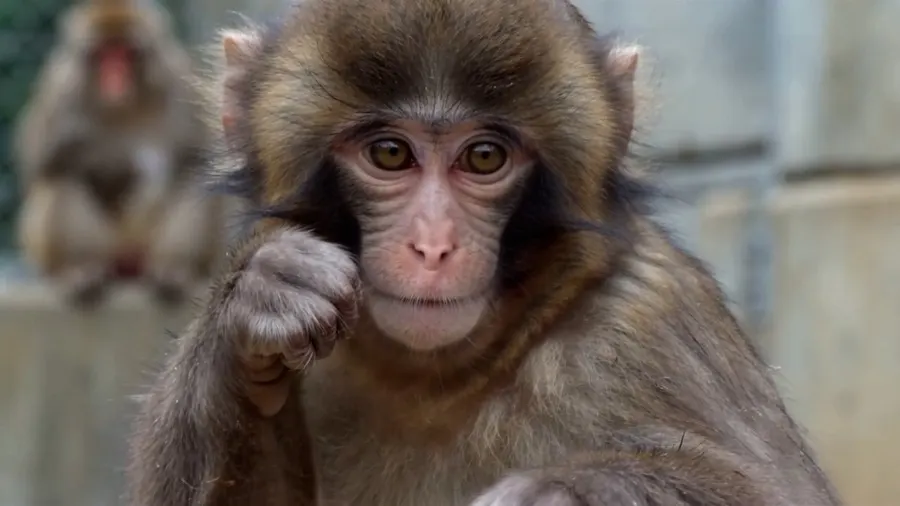 Punch the Monkey punching back