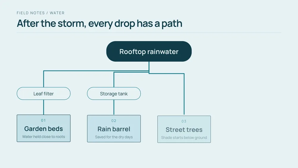 Branch Paths preview